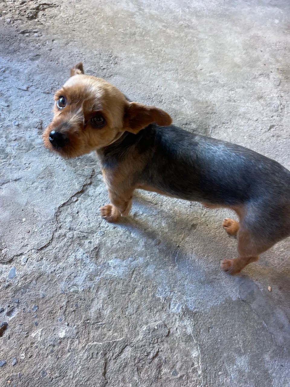 Cachorro 