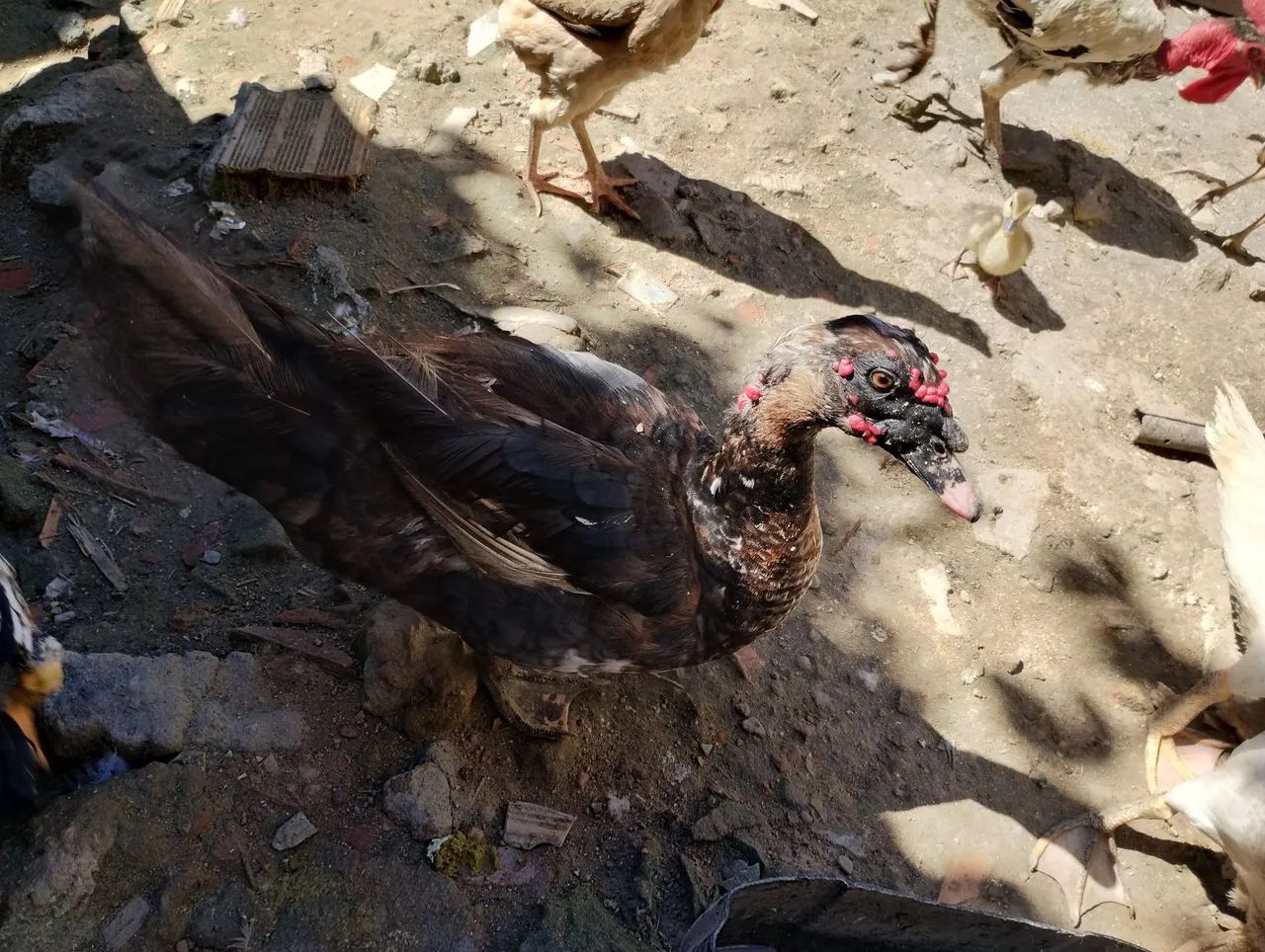 Vendo dois galos e um casal de pato  - Foto 4