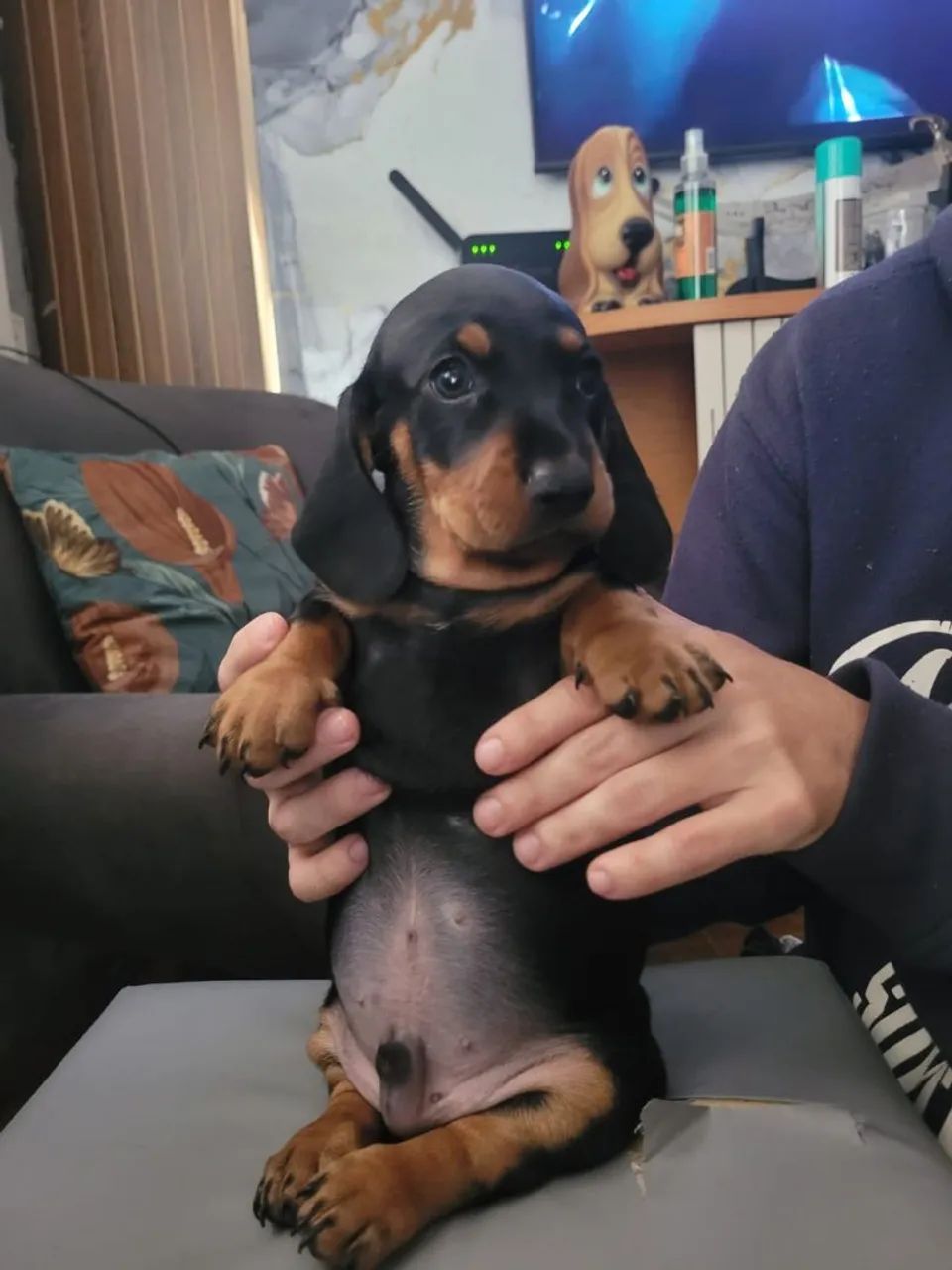 Dachshund ( salsicha)