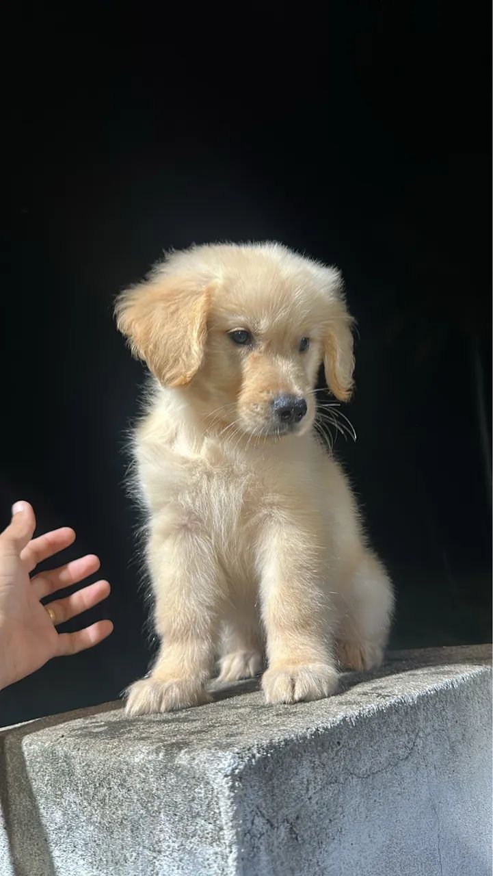 Golden Retriever  - Foto 4