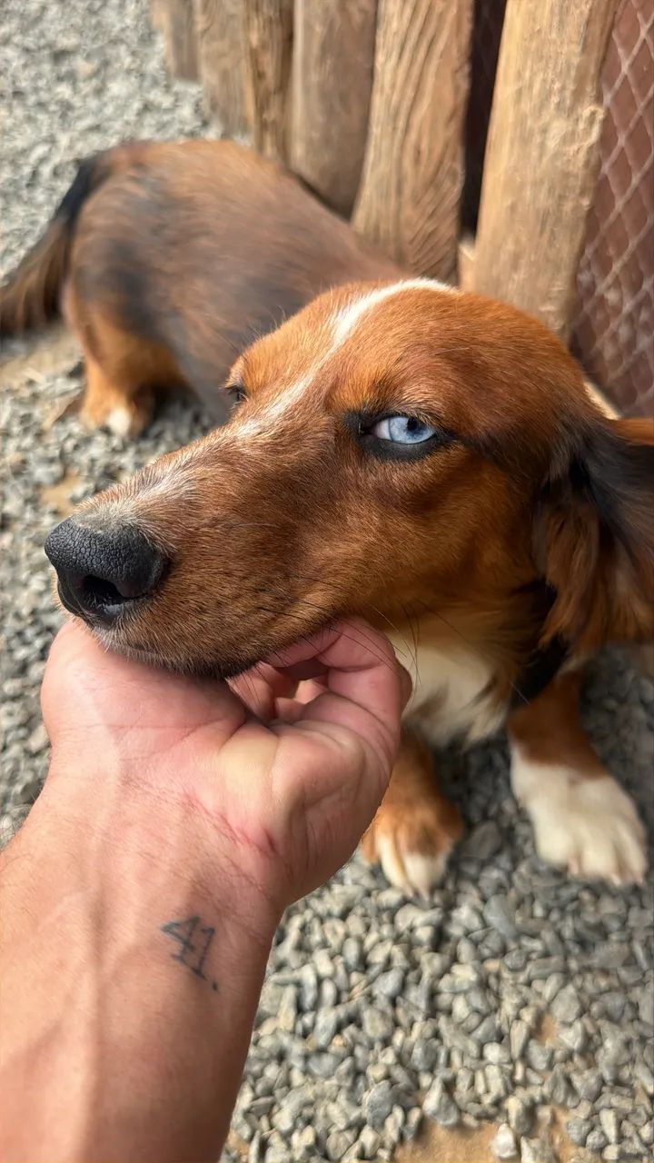 Dachshund pelo longo 