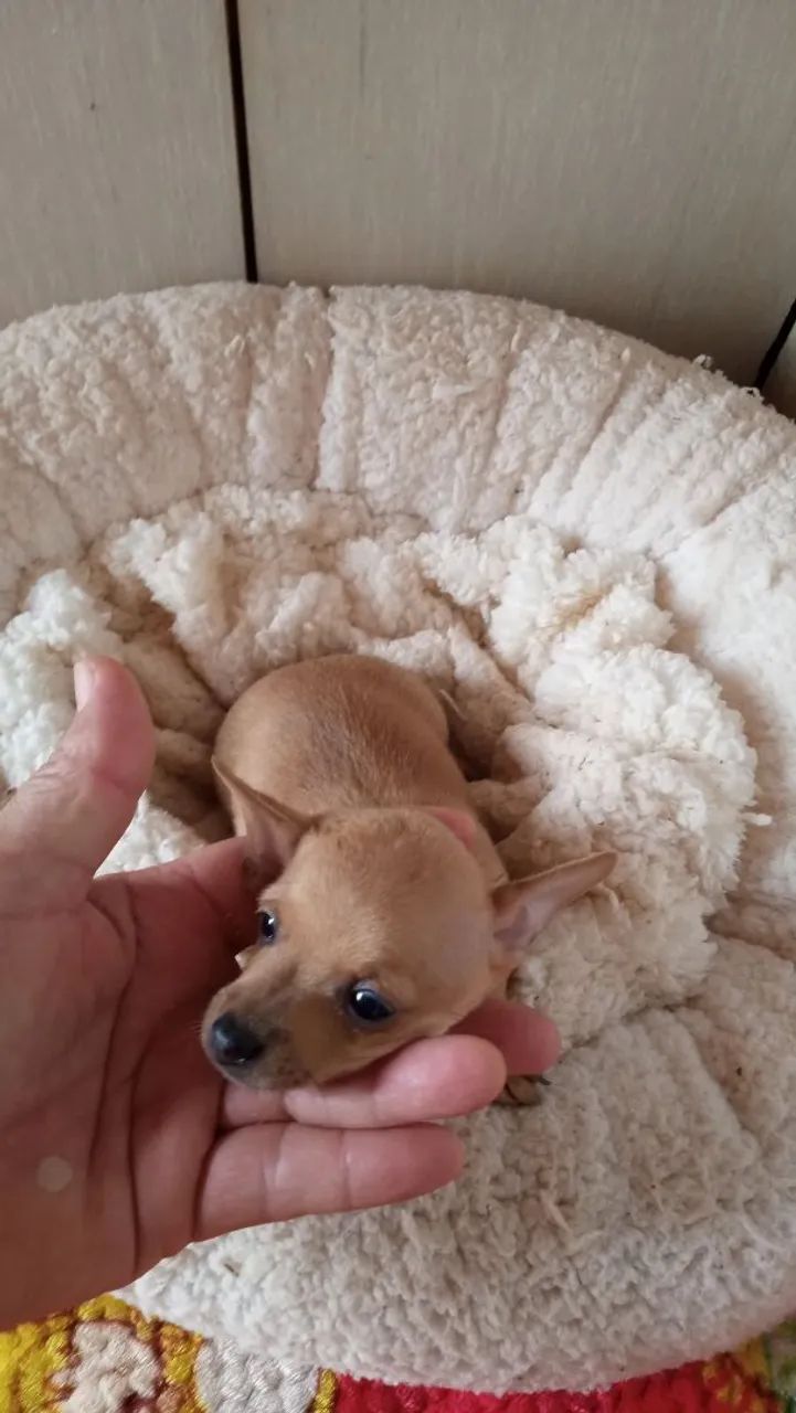 Pinscher Machinho original  - Foto 2