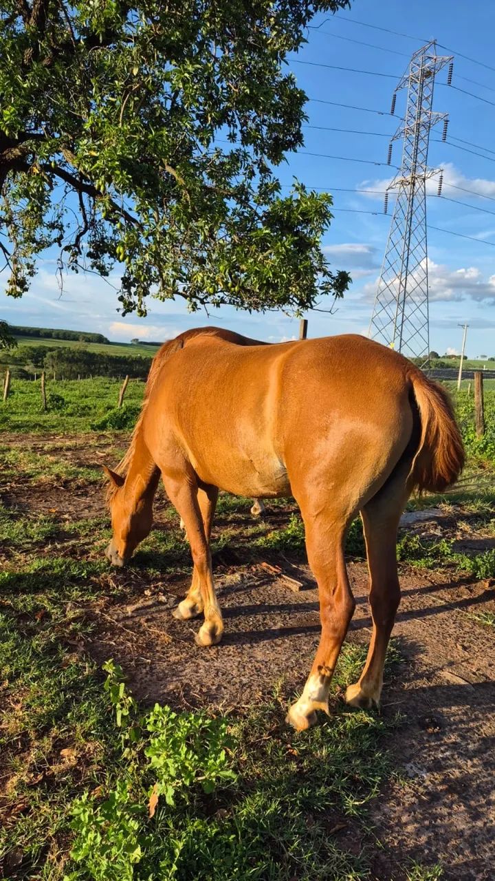 2 EGUAS VENDE-SE - Foto 4