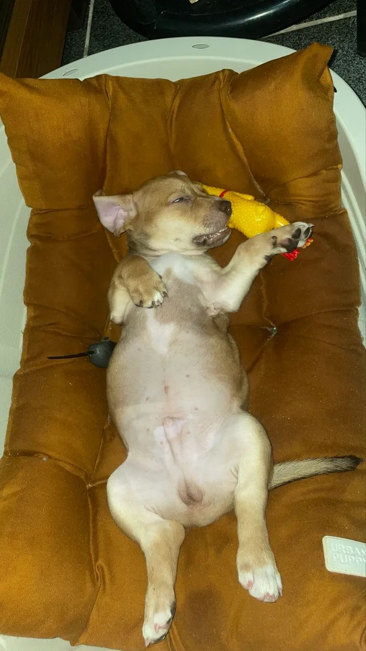 Chorei para adoção  - Foto 2