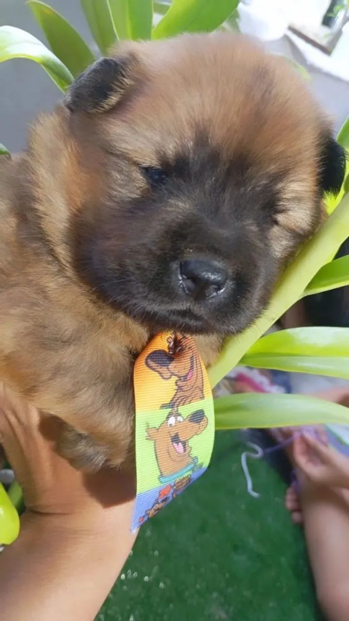 Chowchow macho - Foto 4