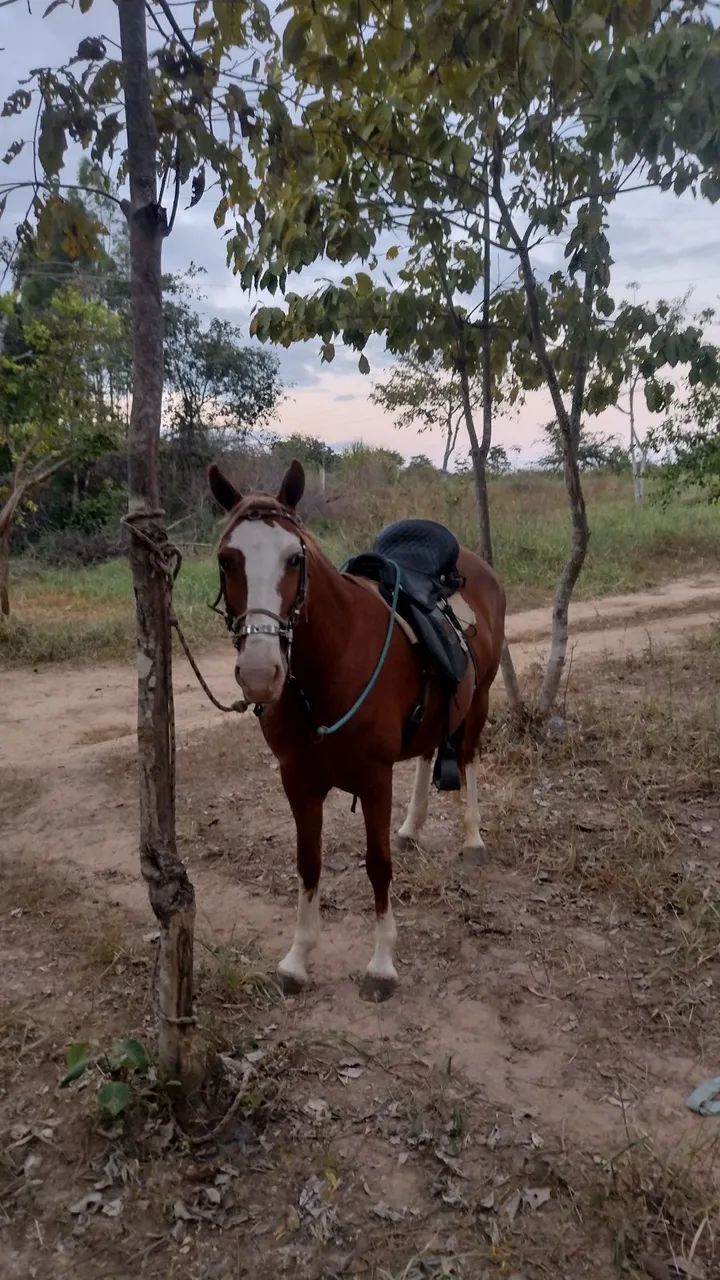 mais informações chama no WhatsApp  - Foto 6