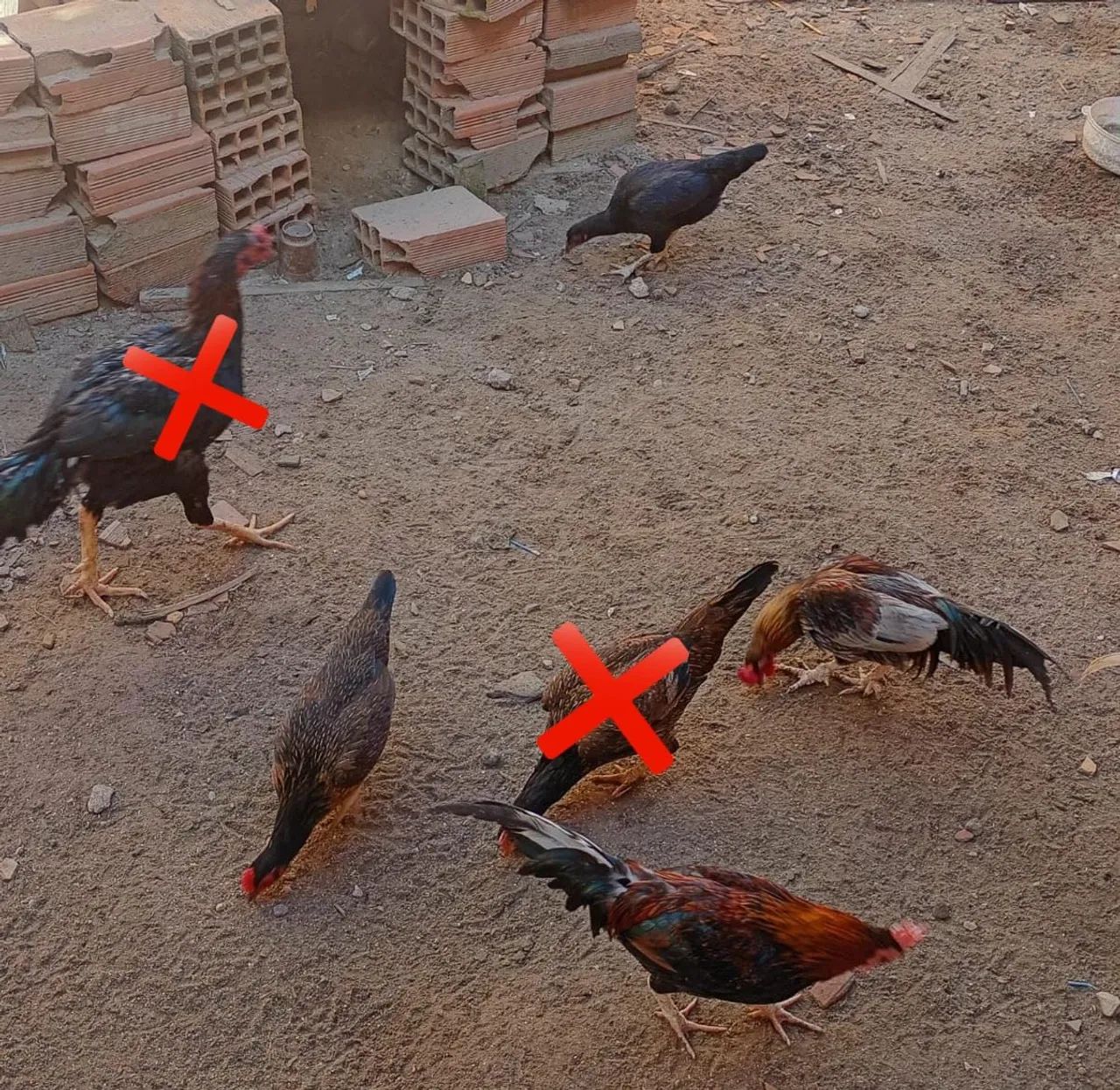 Galos e galinhas para venda ou troca - Foto 3