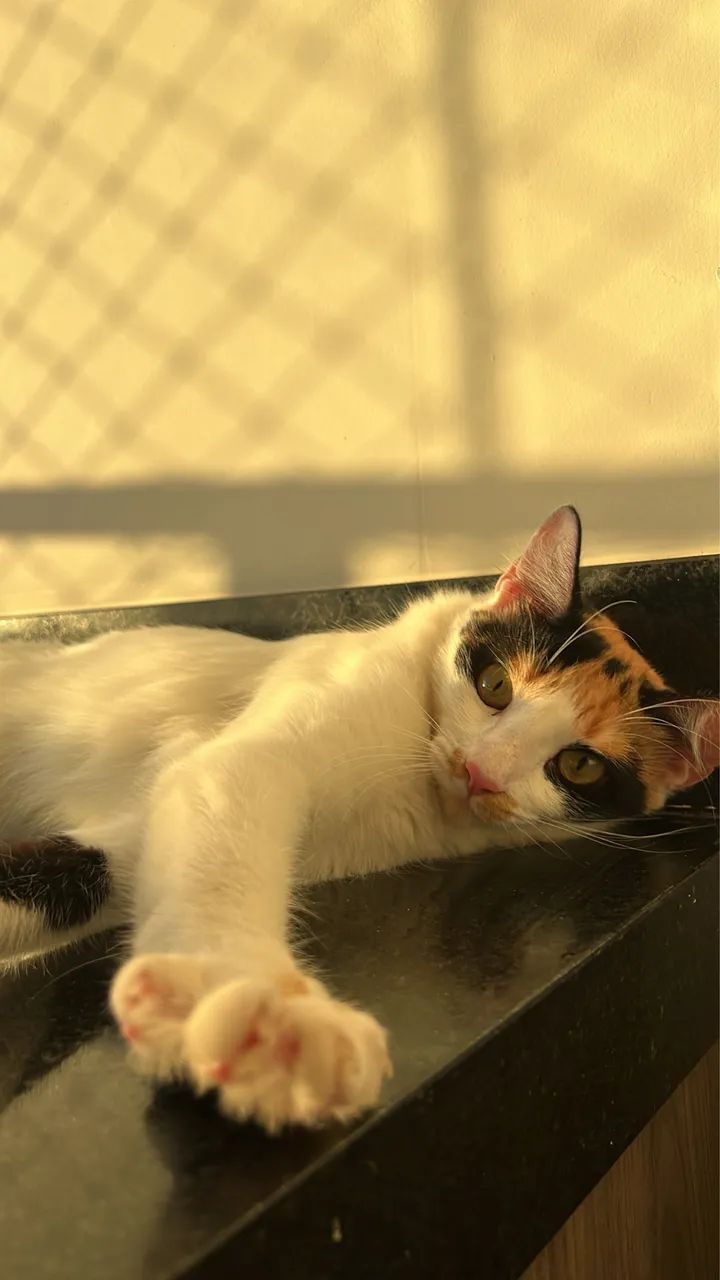 doa-se gata ( doação) - Foto 2