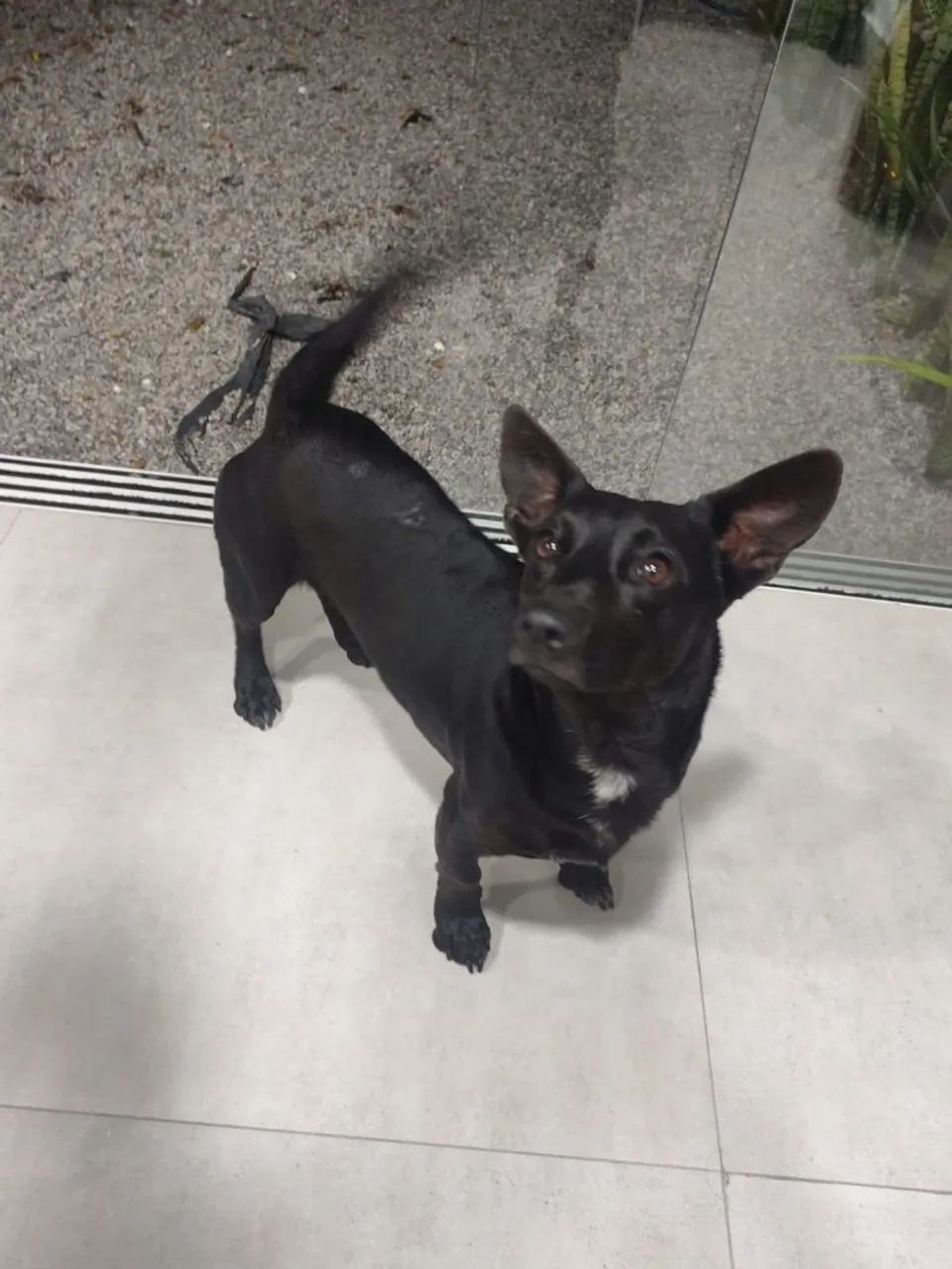 CACHORRO MISTURA SALSICHA 