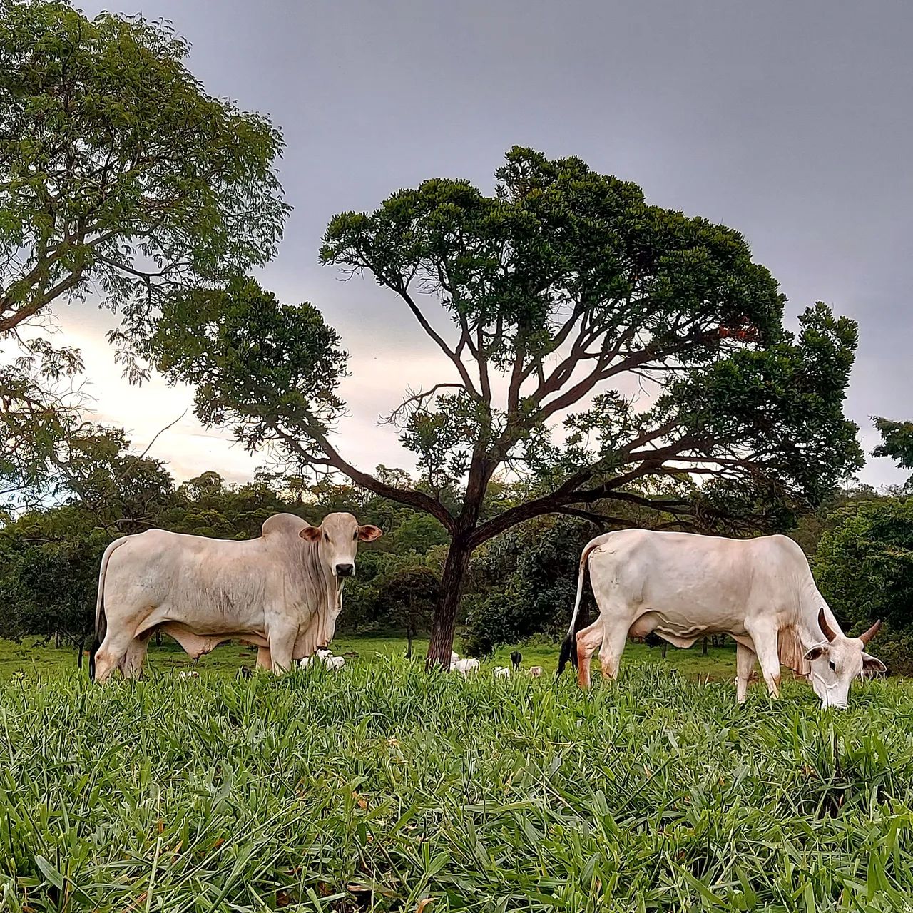 Vacas Nelore prenhes !! - Foto 6