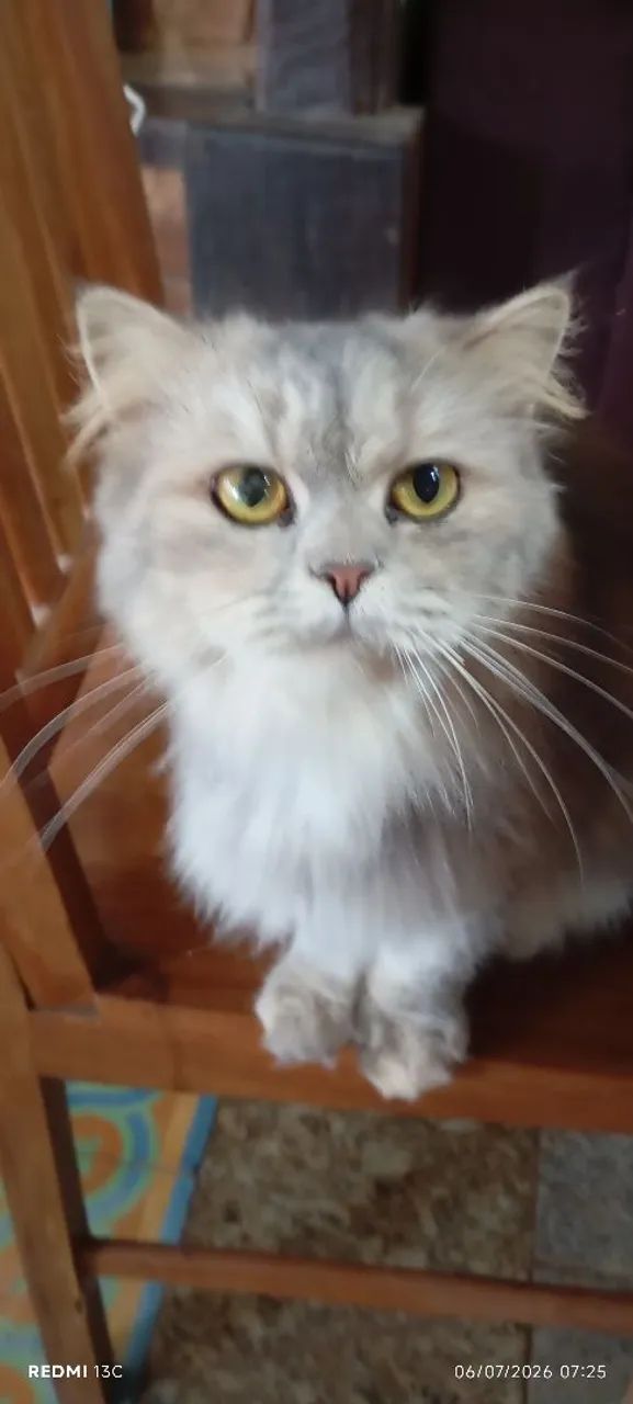 Gata persa - Foto 2