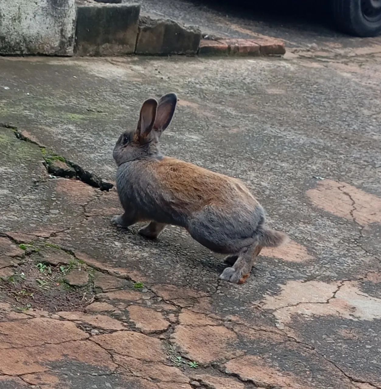 Coelho  - Foto 2