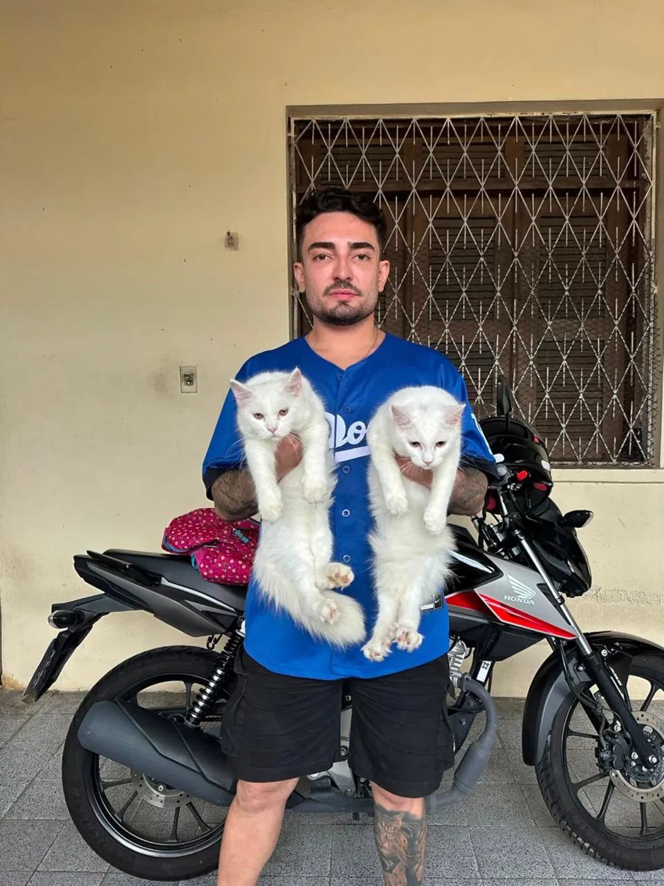 Maine Coon padrão Americano ? 