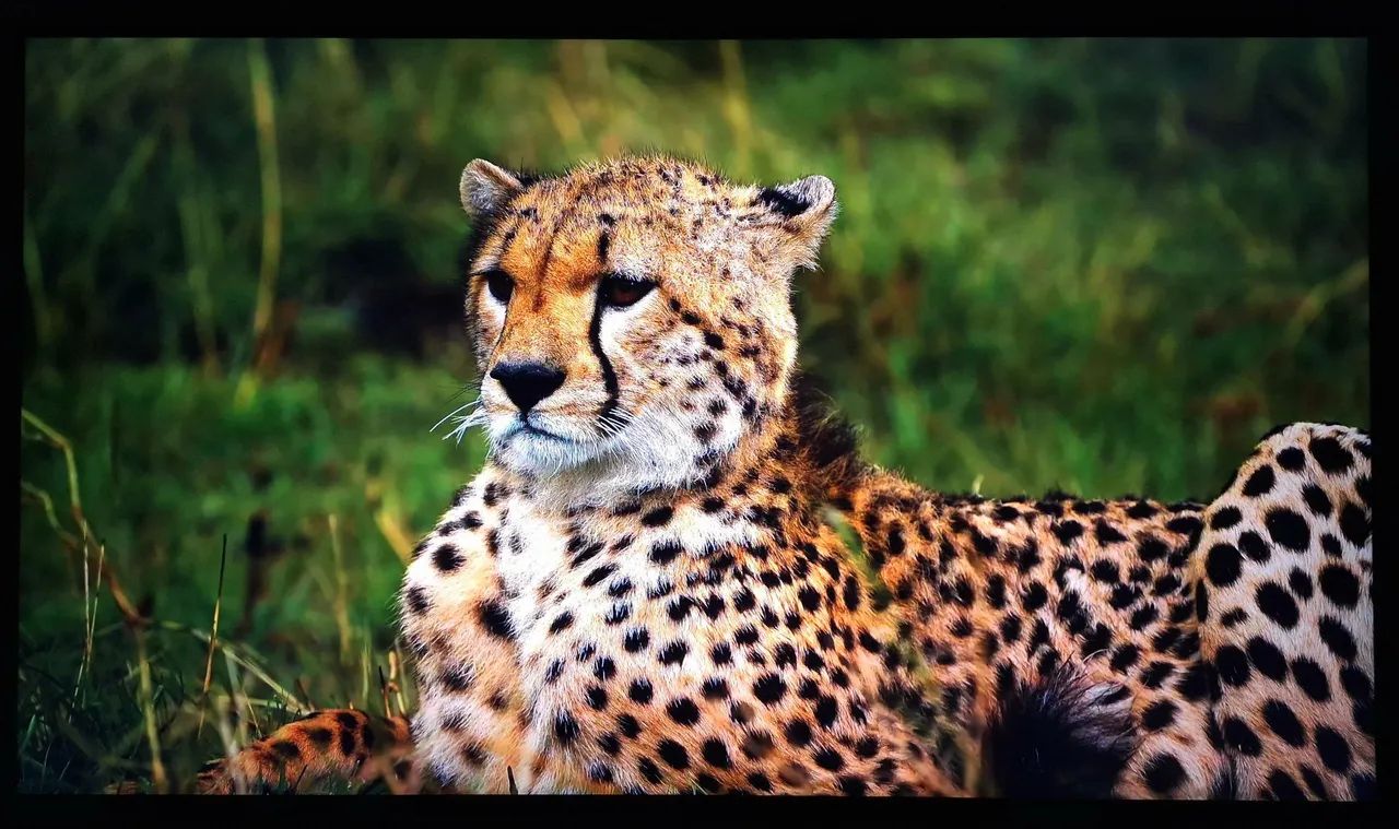 Smart TV 4K LG QNED 55 polegadas  - Foto 3