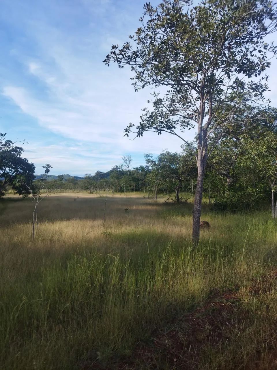 Fazenda no Tocantins  - Foto 3