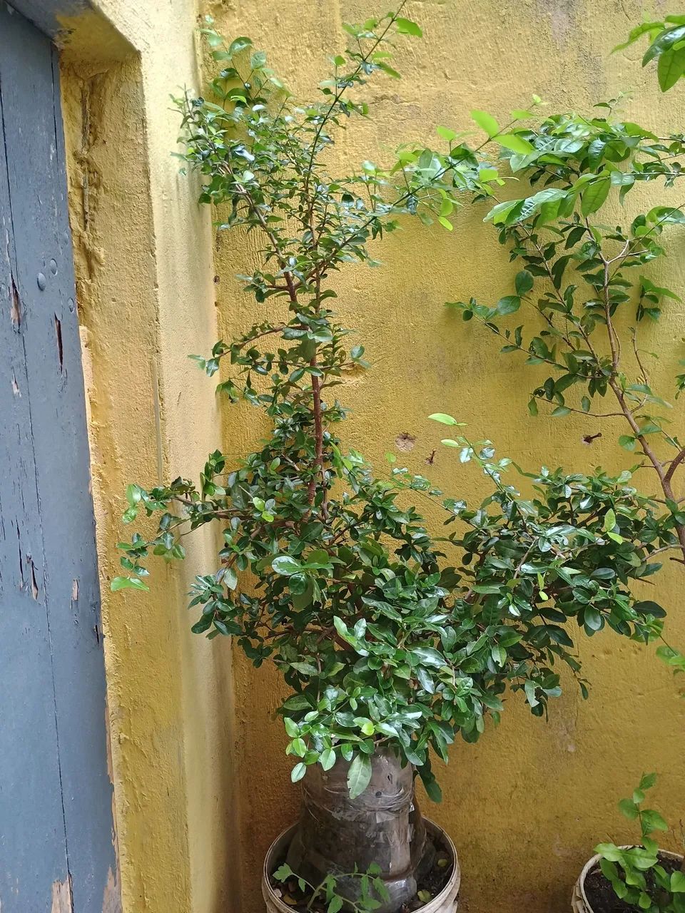 Muda de acerola 
