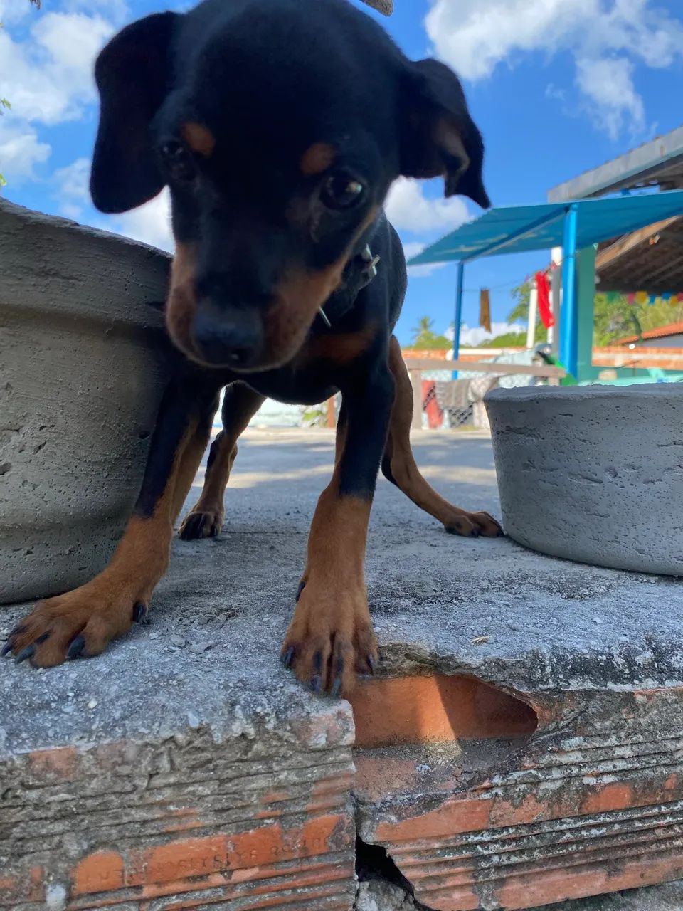Cachorrinho pinsher  - Foto 4