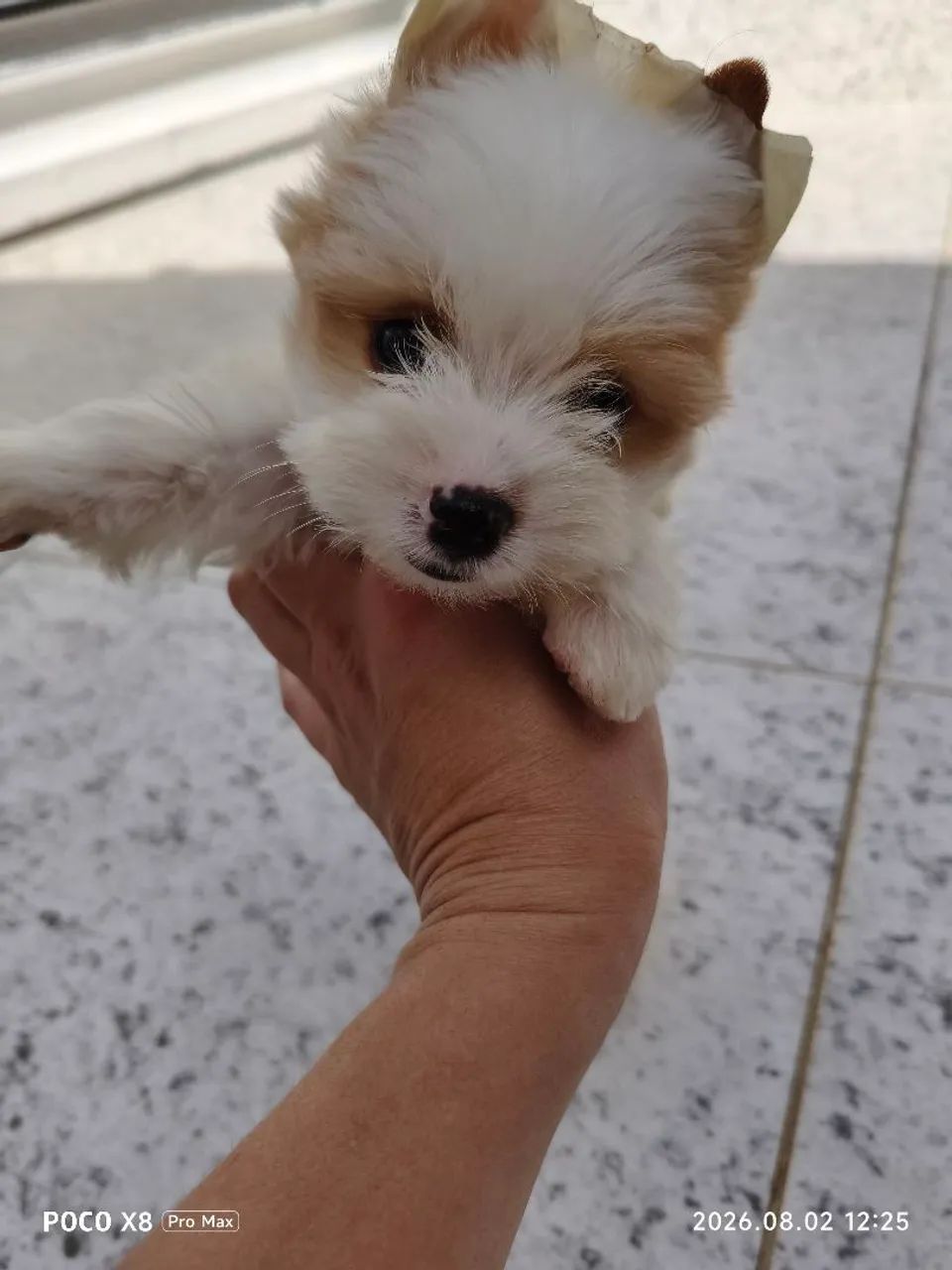Yorkshire Golddust Terrier macho - Foto 5