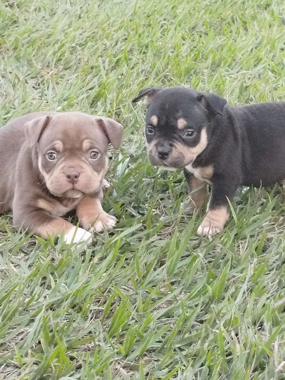 Machinhos de American bull  