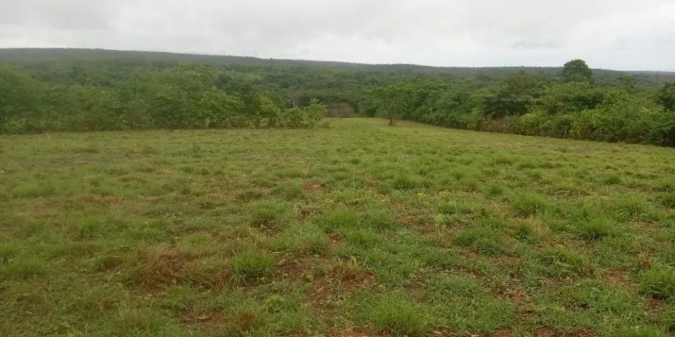 Fazenda com 98 hectares - Foto 3