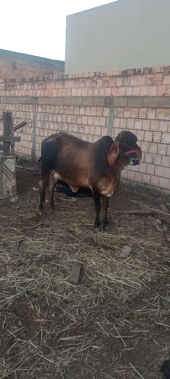 Vaca gi leiteira  - Foto 3