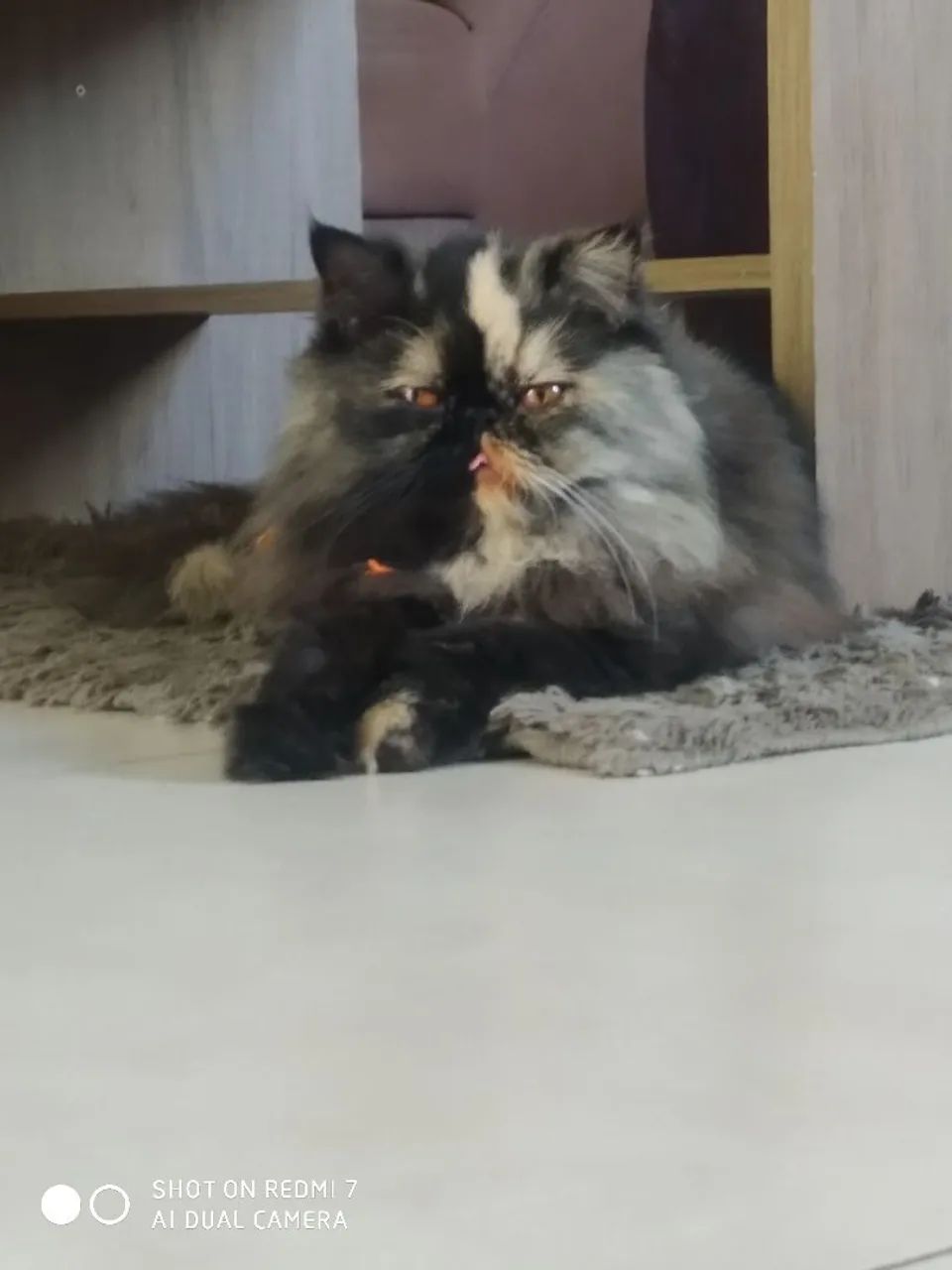 Gatos 