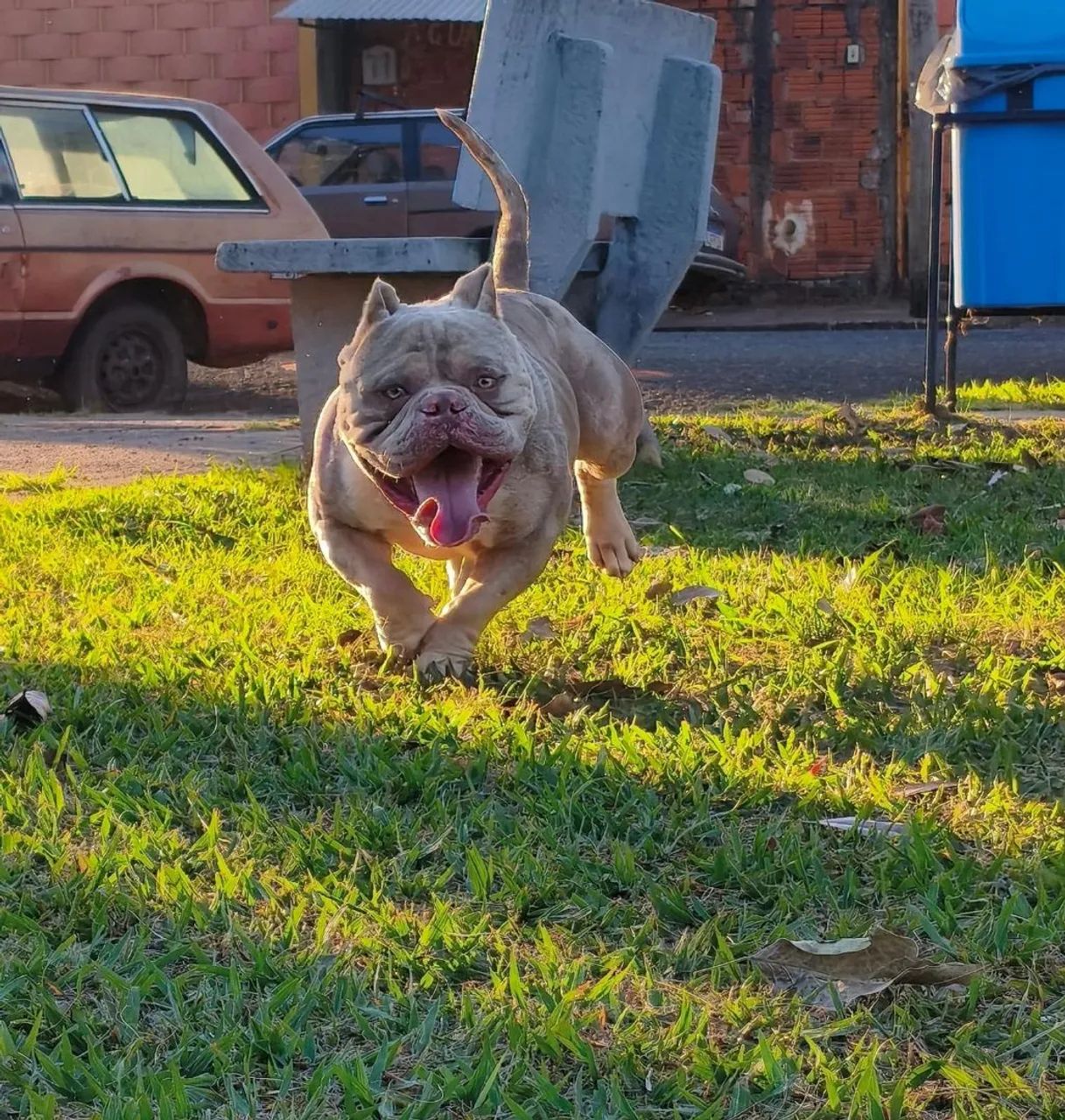 American Bully - Foto 2