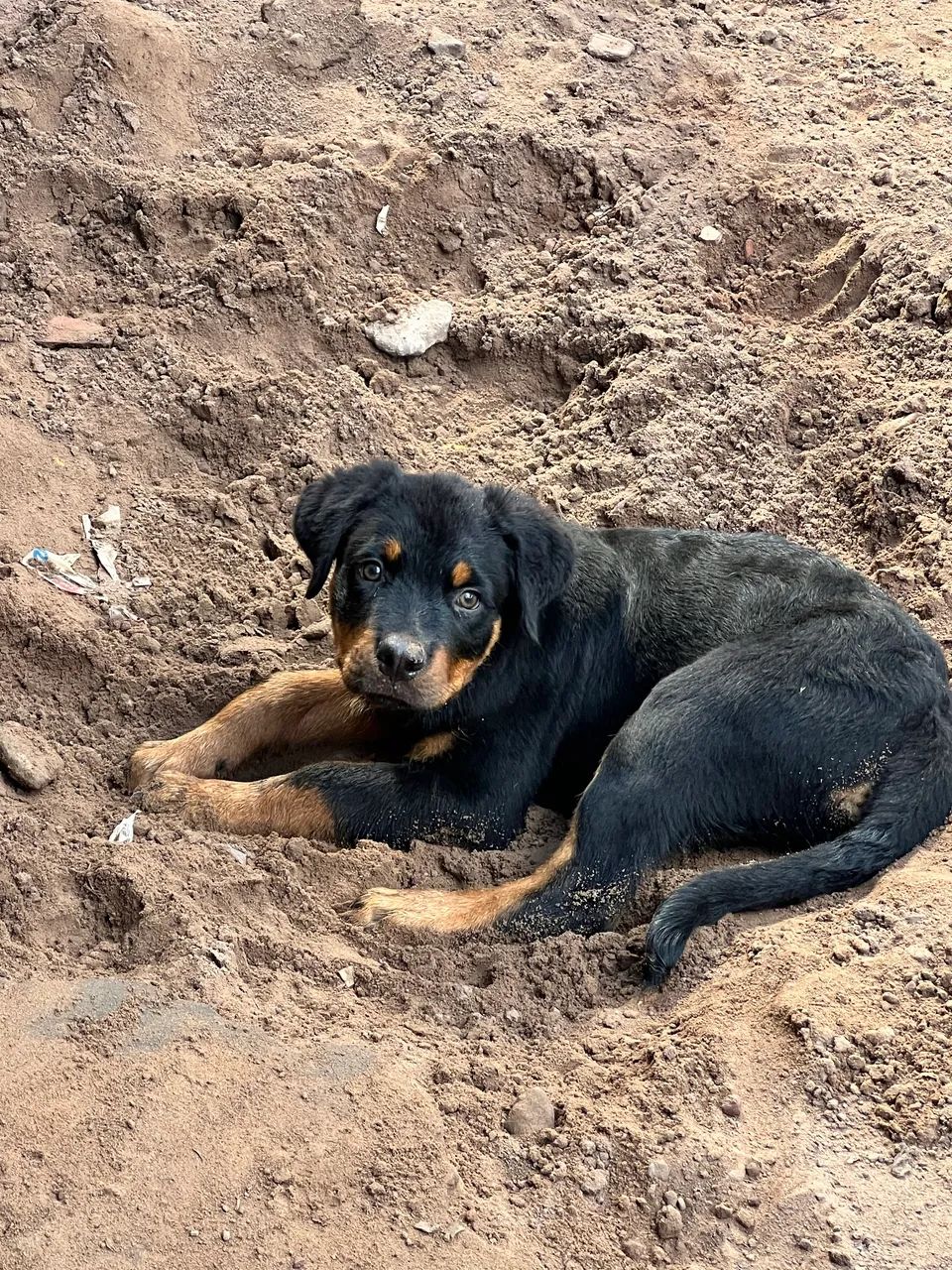 Rottweiler macho 