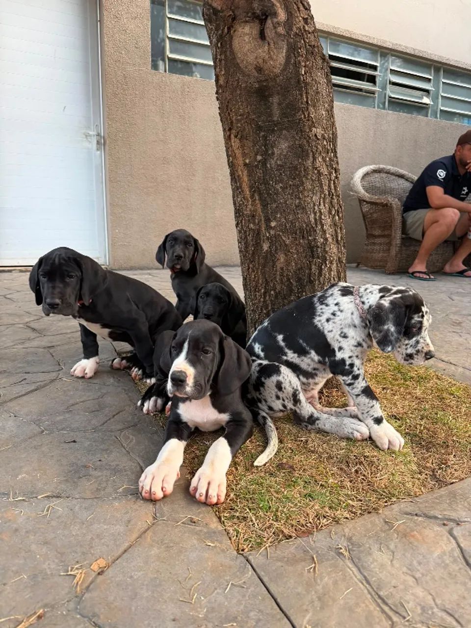 Filhotes Dogue alemão  - Foto 4