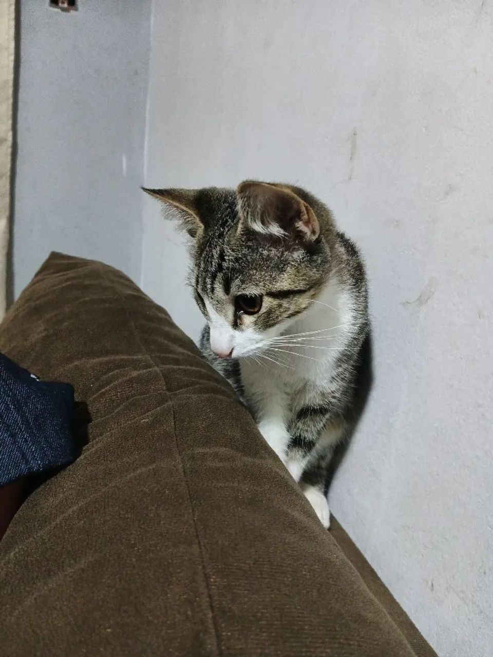 Lindo gatinho para adorção - Foto 2