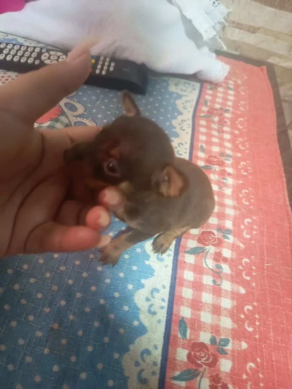 pinscher miniatura  - Foto 3