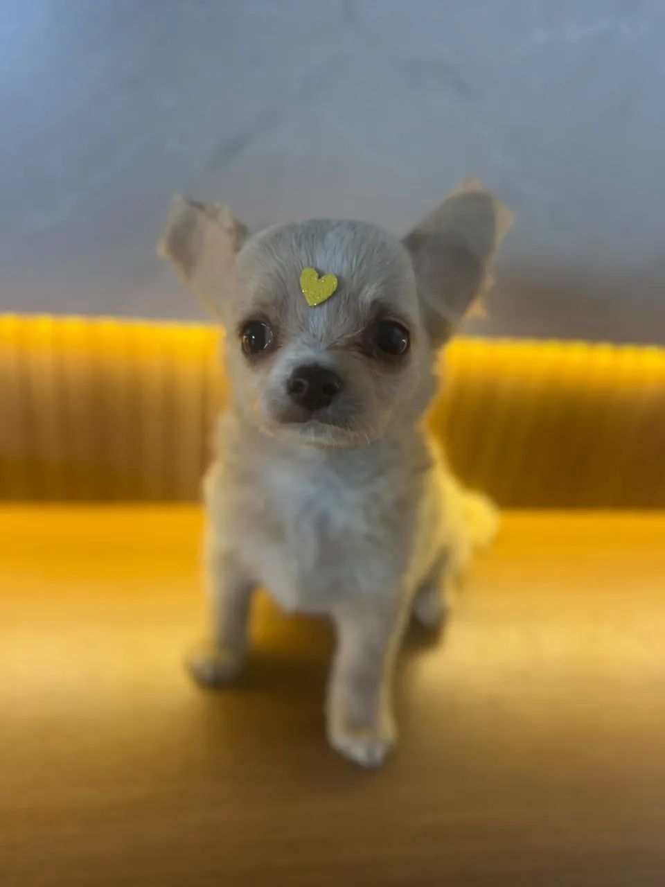 chihuahua pelo longo 