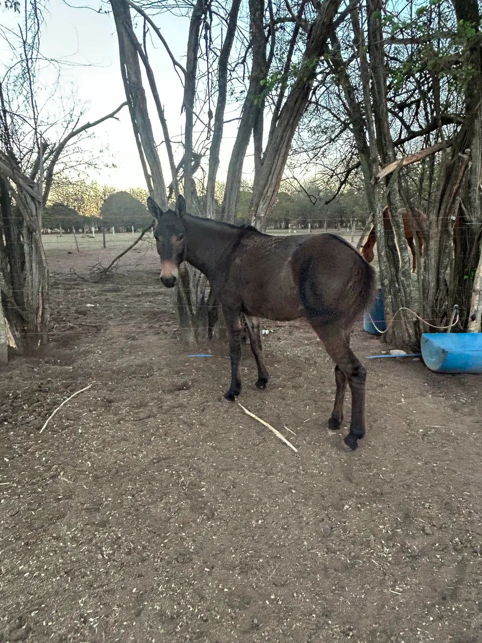 Burro bom de cela - Foto 3