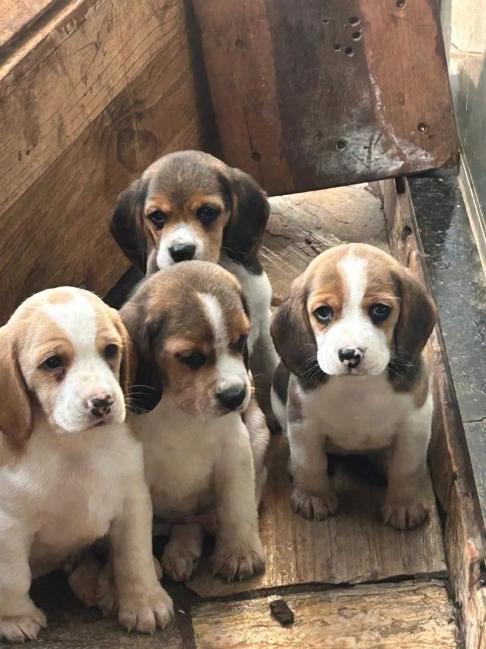 Filhotes de beagle 