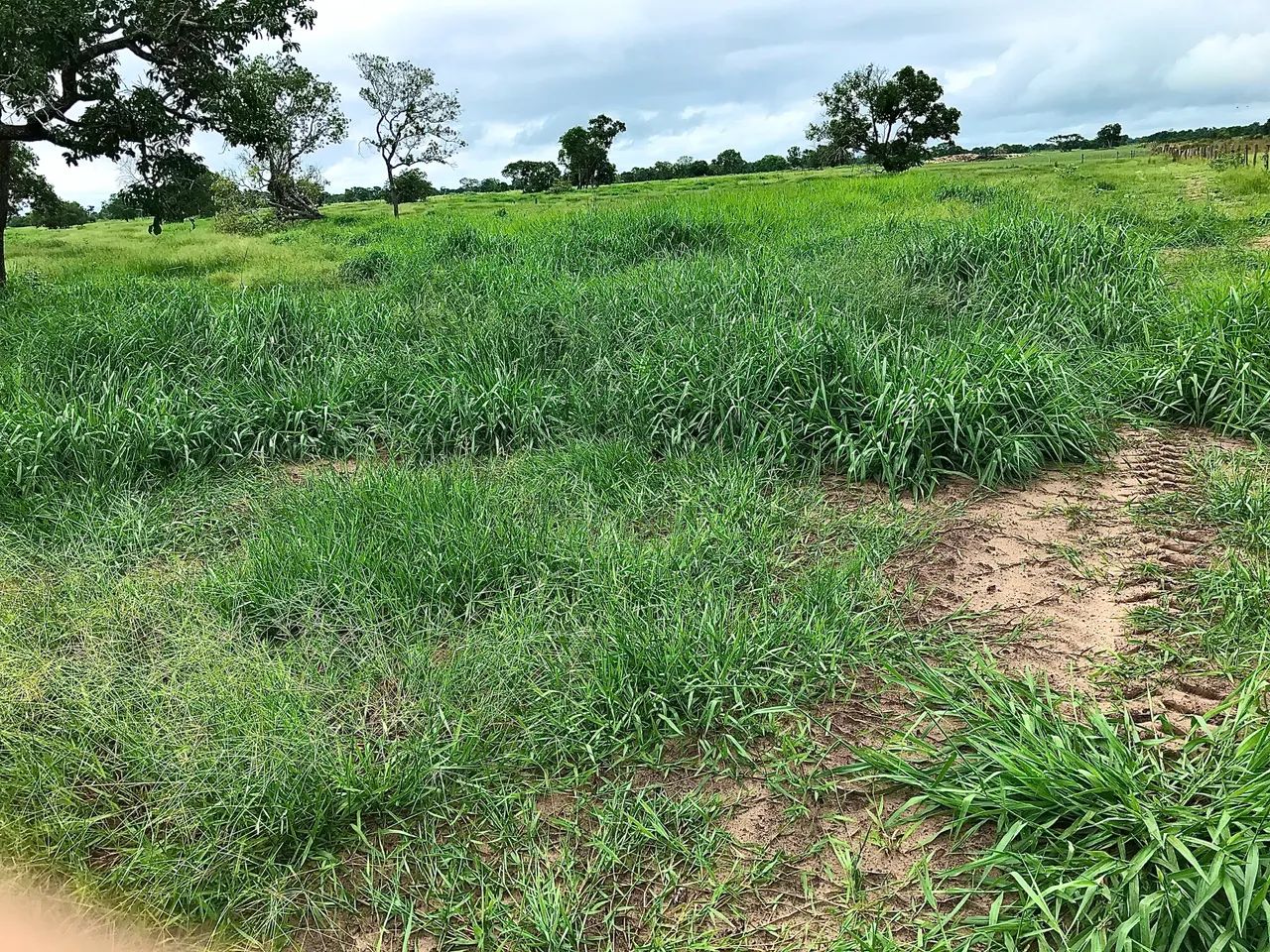 Fazenda para 800 vacas - Cria e Recria - Foto 5