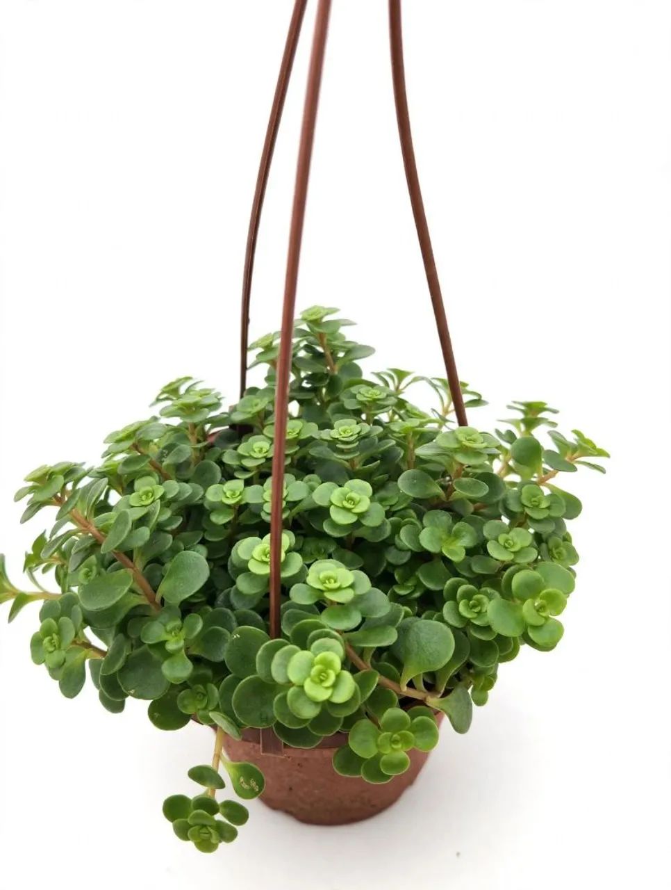 Planta suculenta pendente bem cheia  - Foto 2
