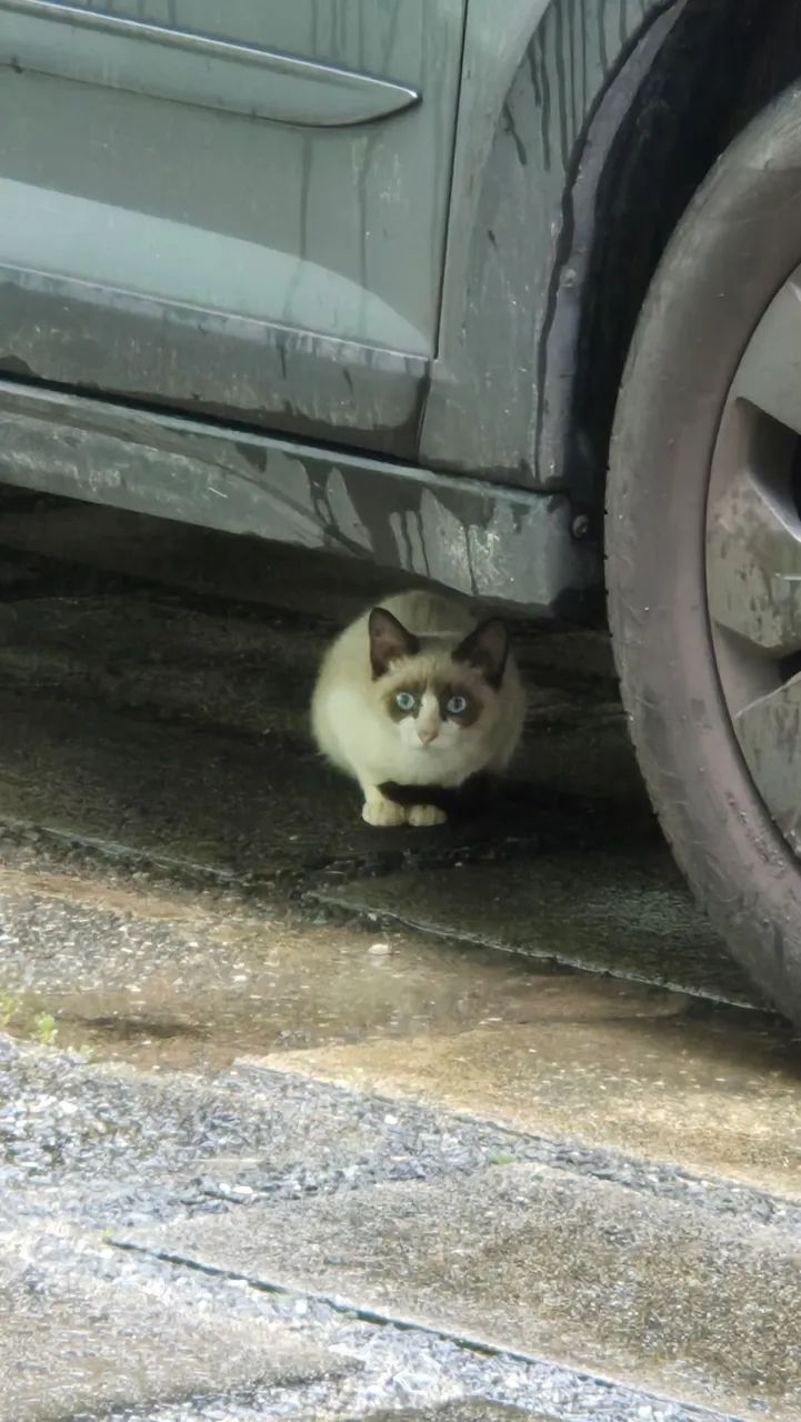 Adoção de gato - Foto 4