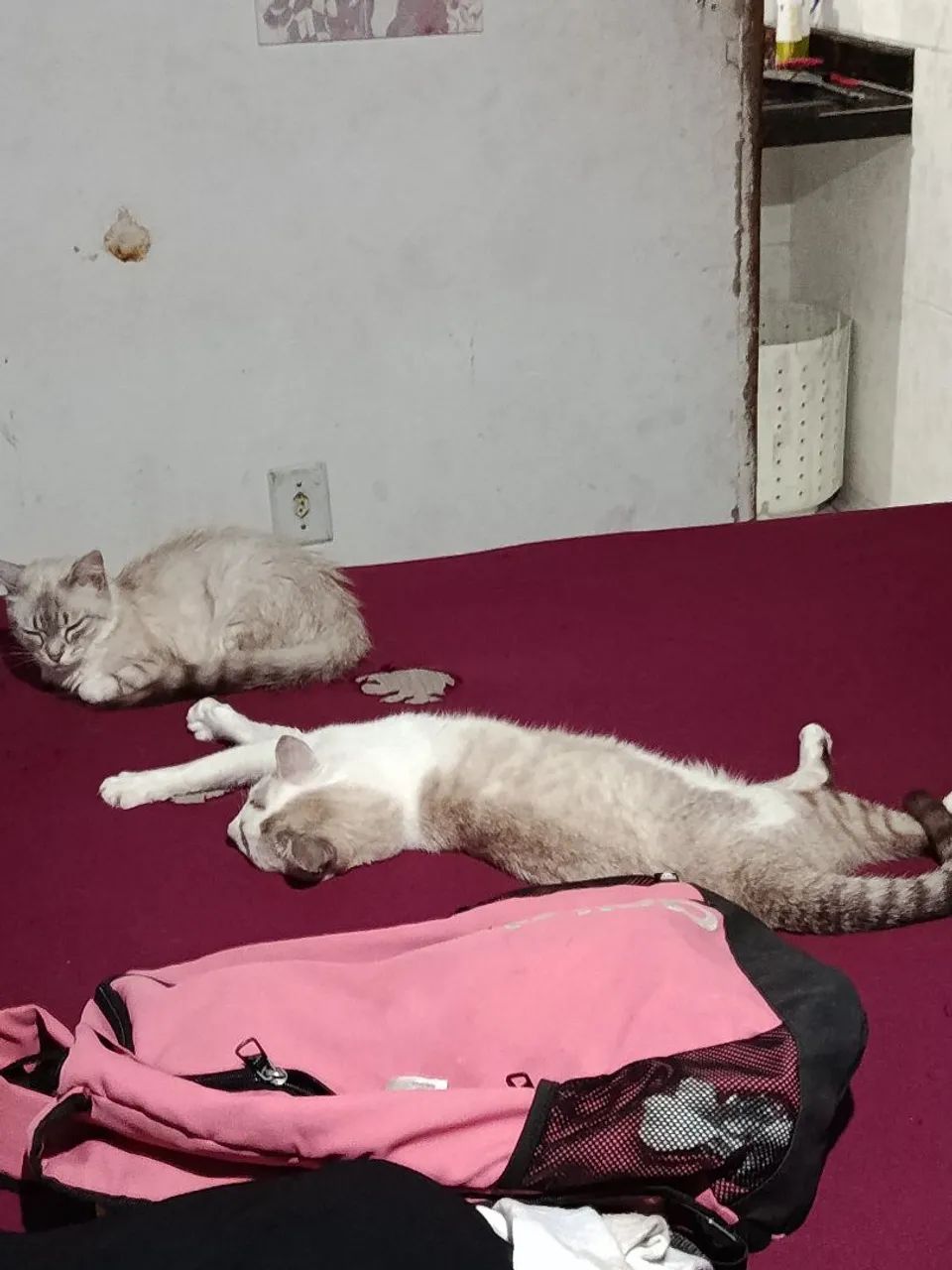 GATINHO MACHO DOANDO 