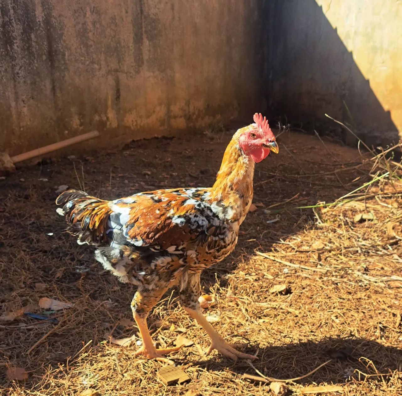 Frango balão  - Foto 2