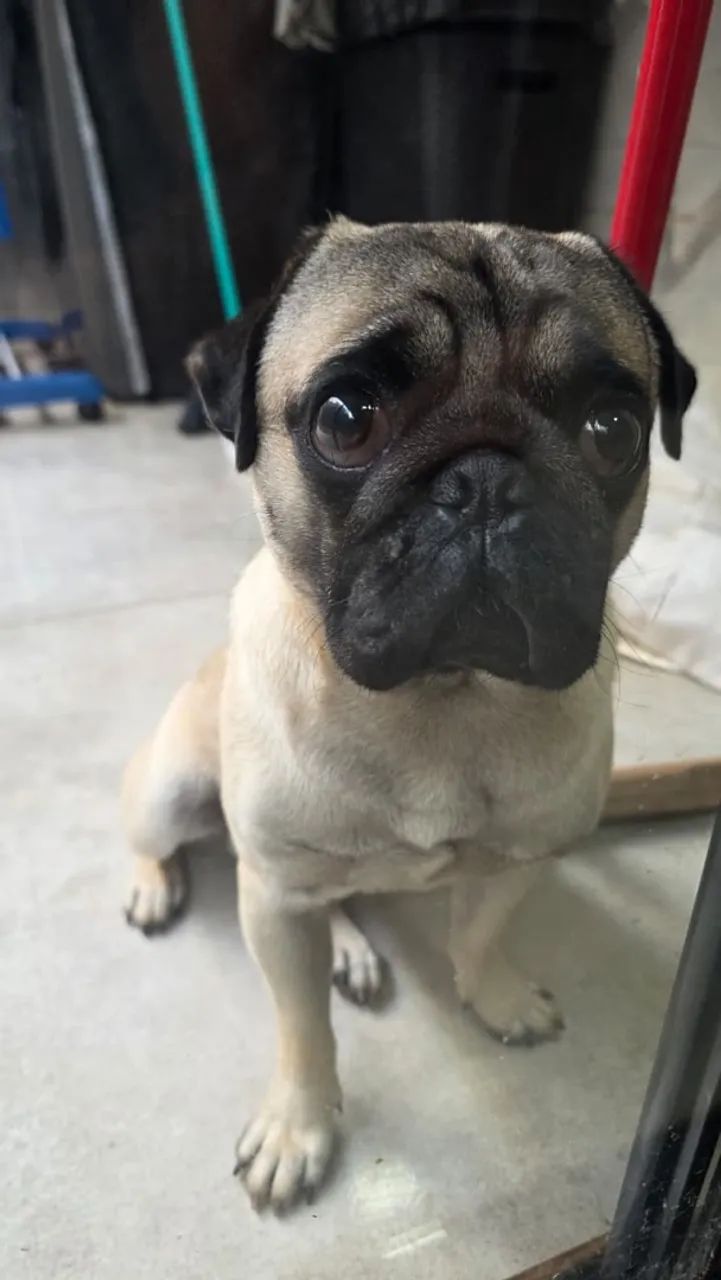 Pug - Foto 2