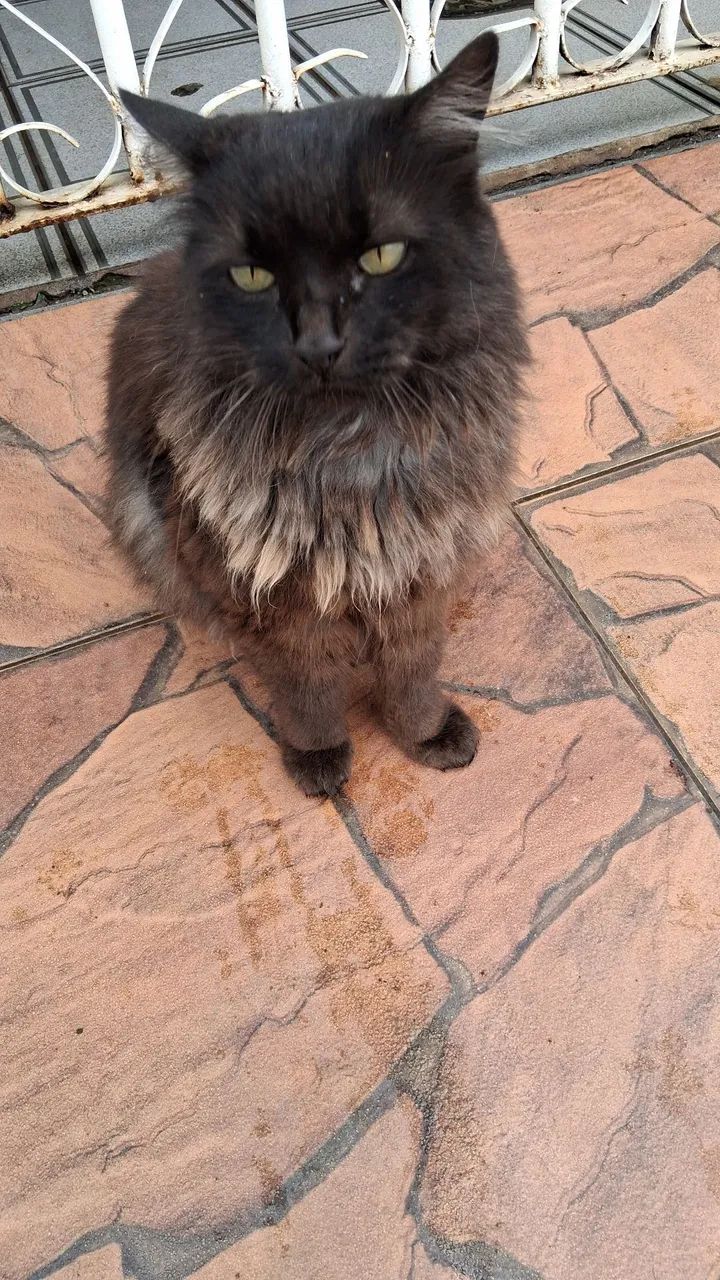 Gata adulta para adoção 