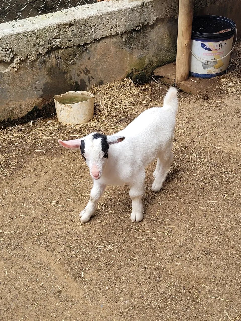 Mini cabras - Foto 4