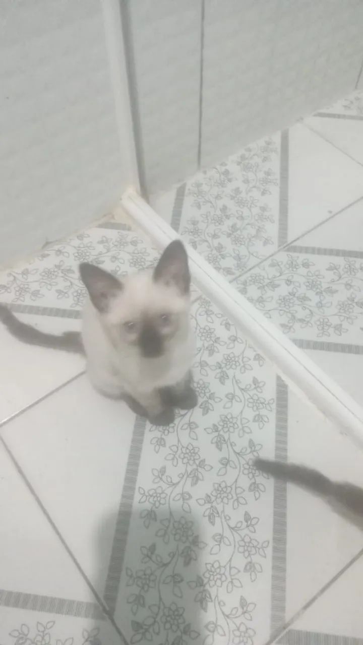 Filhotes para doação - Foto 2