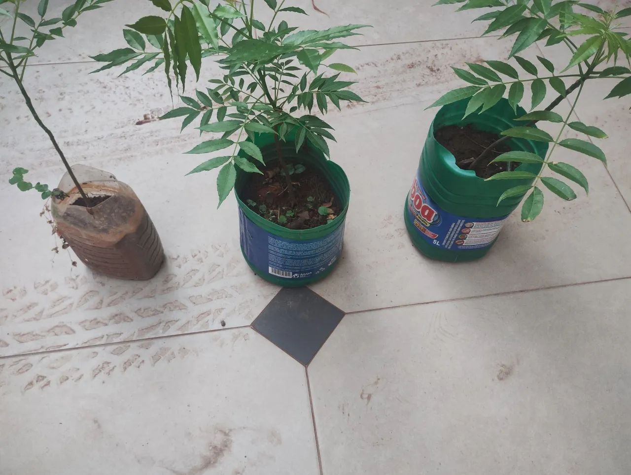 Mudas de cajamanga anã  - Foto 3