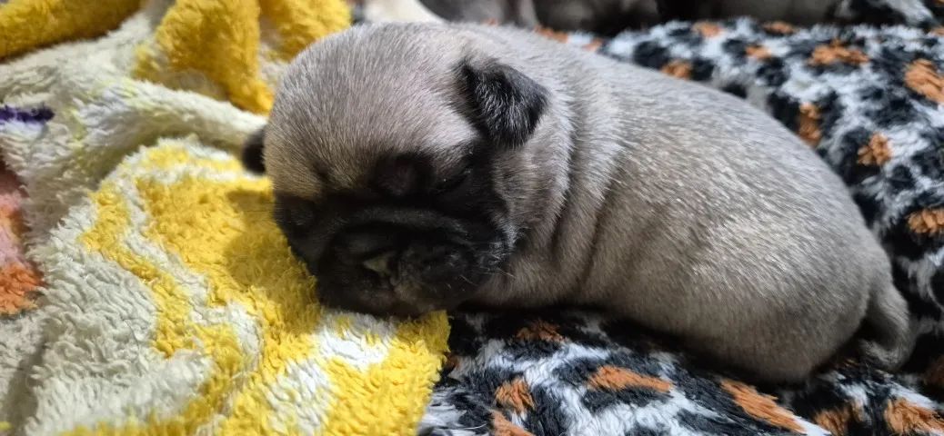 FILHOTES DE PUG - Foto 2