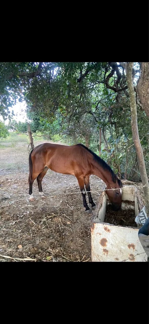 Cavalo - Foto 2