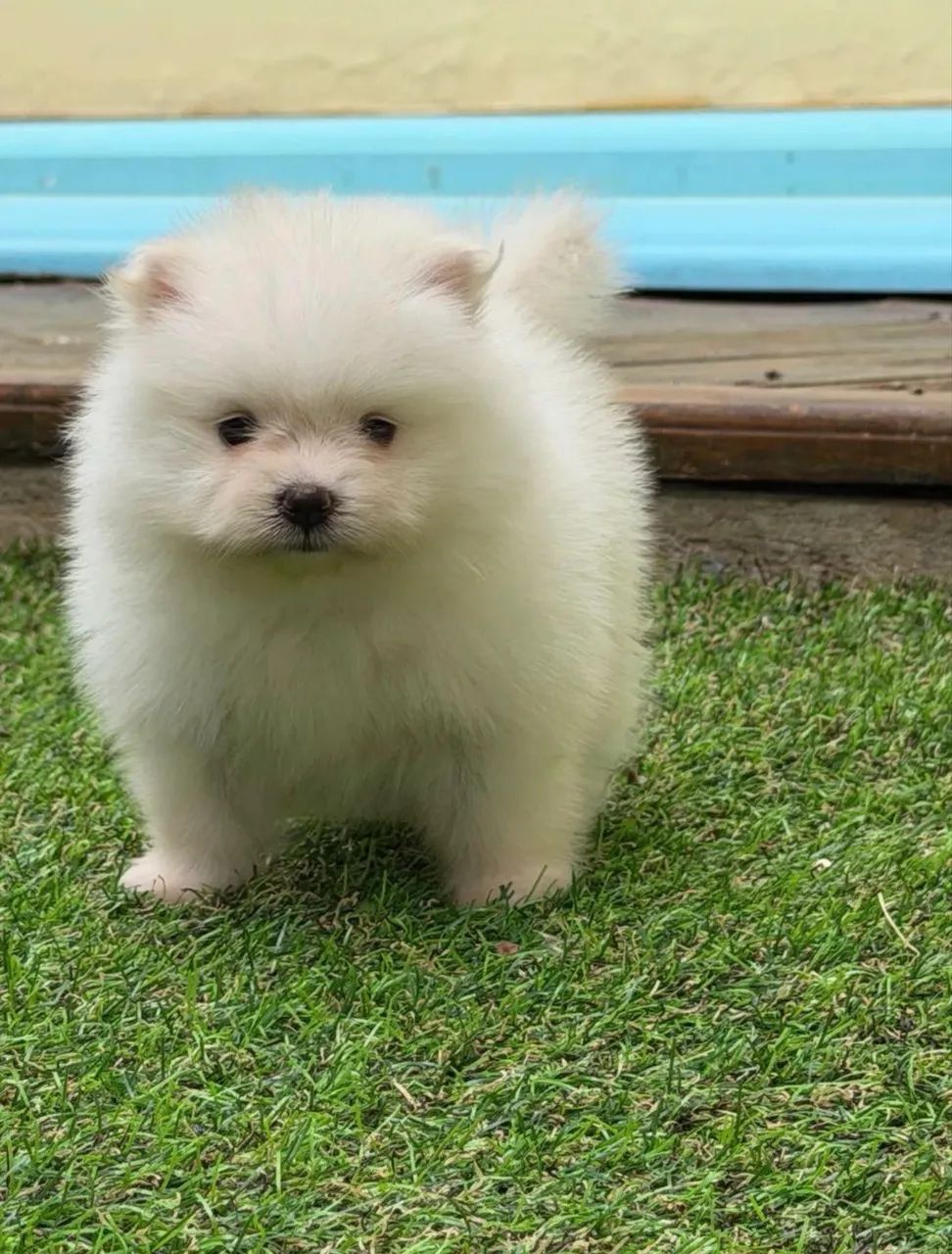 Doa-se cachorro