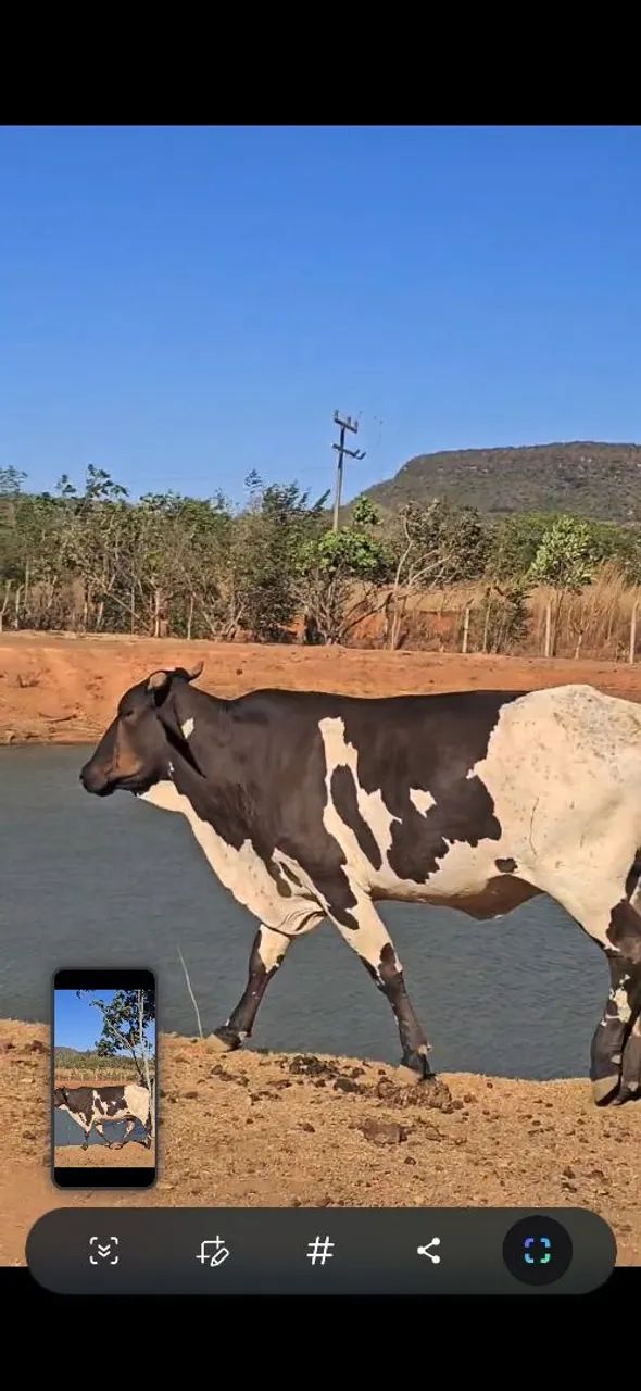 Vaca leiteira  - Foto 3