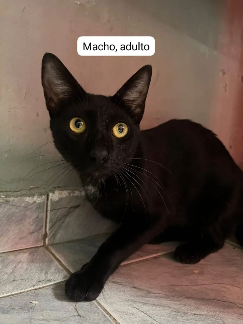 Adoção de gatos - Foto 2