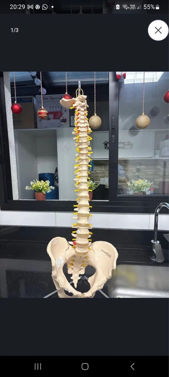 Modelo de coluna vertebral - Foto 3